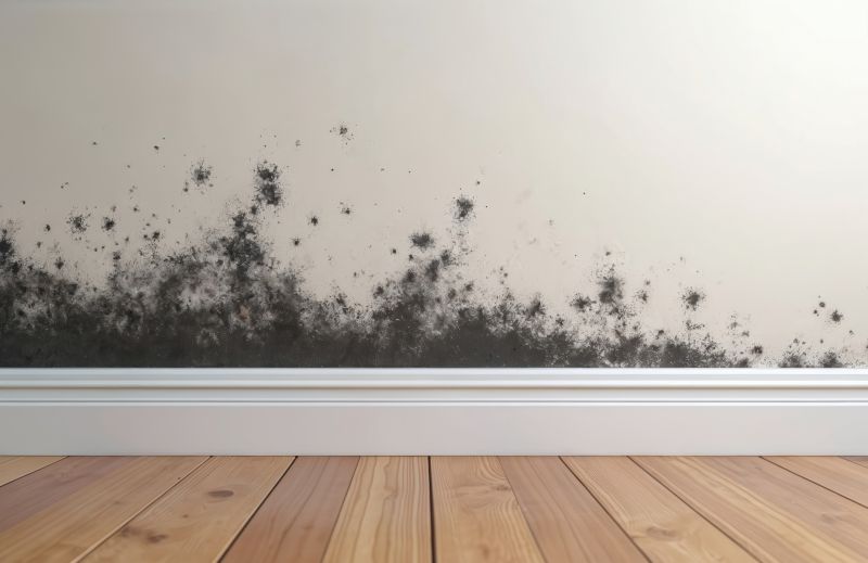 Black Mold Remediation in Fort Lauderdale, FL