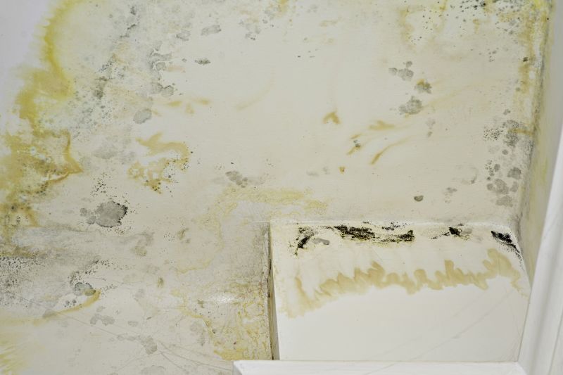 Black Mold Remediation in West Palm Beach, FL