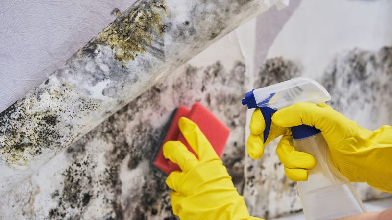 Black Mold Removal in Fort Lauderdale, FL