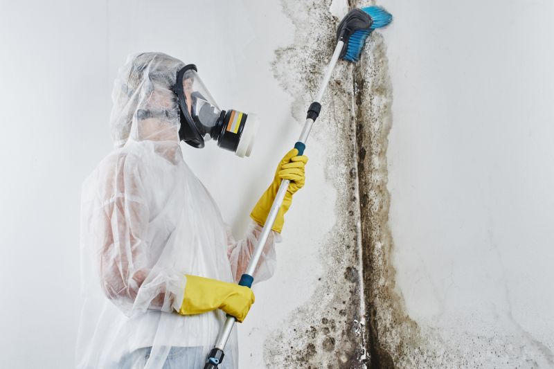 Mold Cleanup Service in Frisco, TX