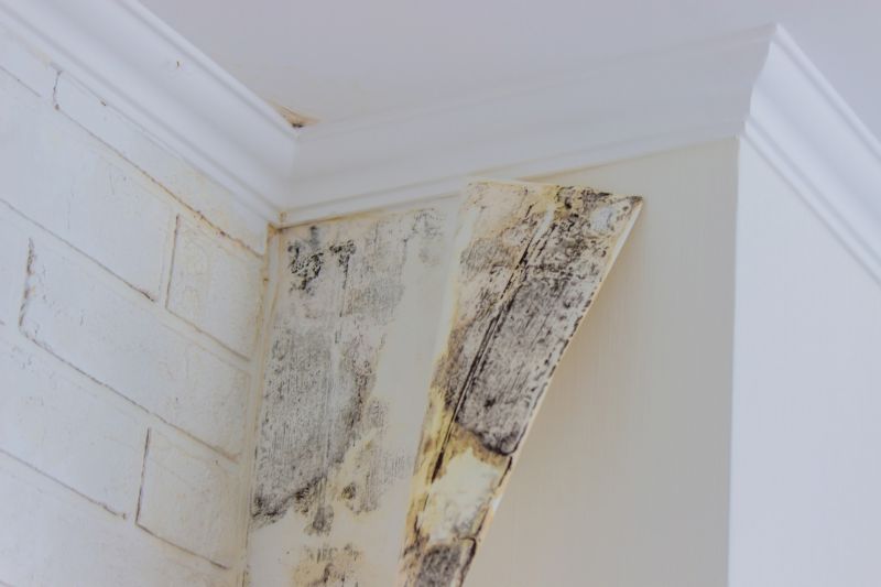 Mold Removal in Broward County, FL