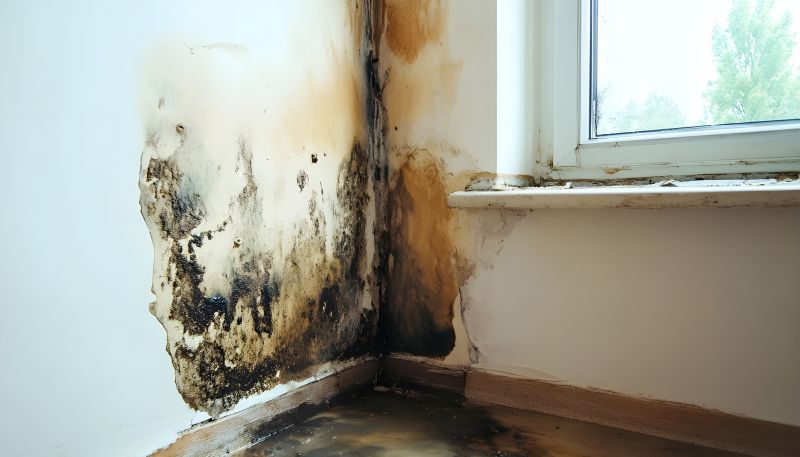 Mold Removal in Boca Raton, FL