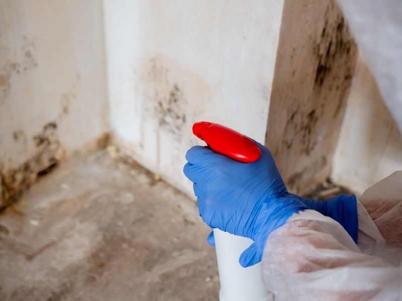 Mold Treatment Service in Essex County, NJ